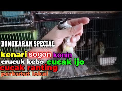 Stock Terbaru Bongkaran Kenari Dan Burung Ocehan Langsung Di Sat Set