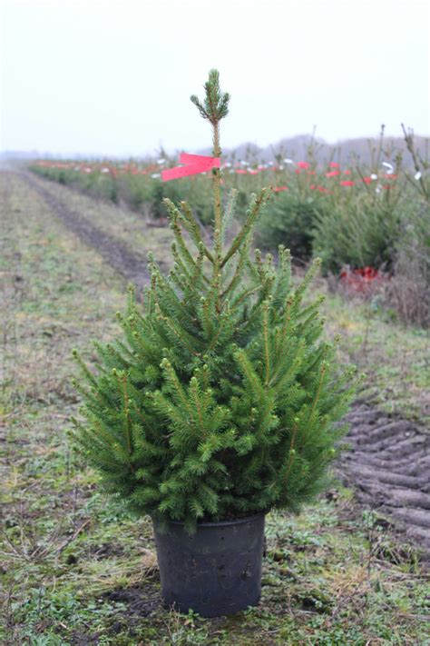 Smrk Obecn V Kv Tin I Excelent Cm Kont L Lumigreen Cz