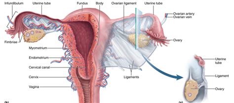 The Female Reproductive Tract Diagram Quizlet