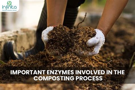 Best Enzymes For Agriculture Infinita Biotech