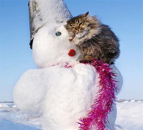 Warming Snow Kitty Snowman Cats Animals Winter Hd Wallpaper Peakpx