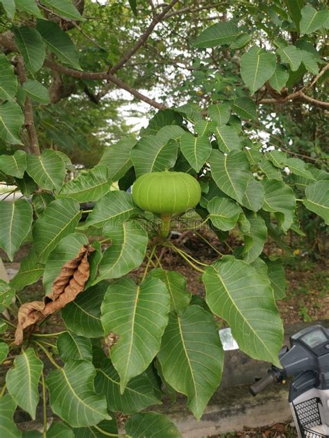 Hura Crepitans Fruit of the Sandbox Tree. Stock Photo - Image of rough, nature: 207721426