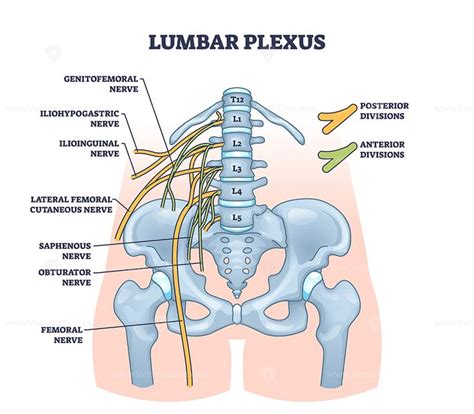 Lumbar Plexus As Anatomical Web Of Lumbosacral Nerves Outline Diagram