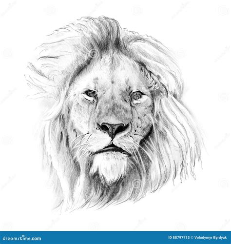 Retrato Del León Dibujado a Mano En Lápiz Stock de ilustración