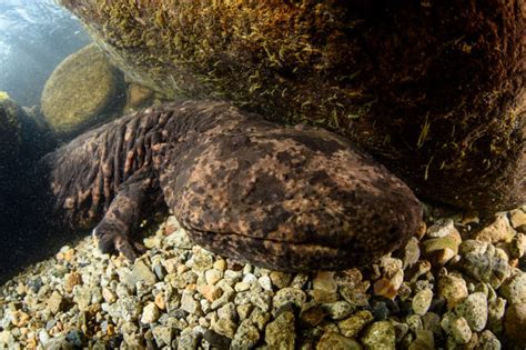 150+ Japanese Giant Salamander Photos Stock Photos, Pictures & Royalty ...