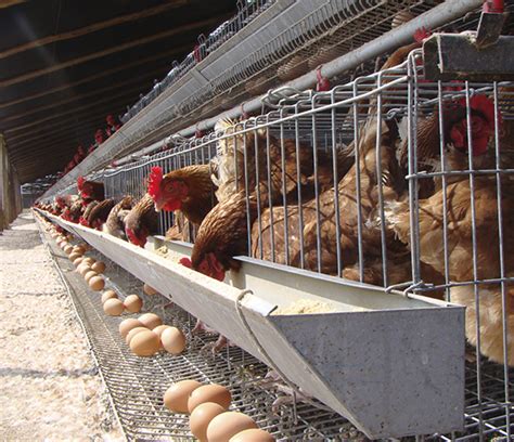 Crianza De Pollos De Engorde Codornices Gallinas Ponedoras Pavos Y