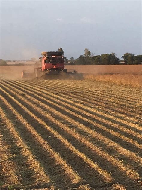 Harvesting Soybeans