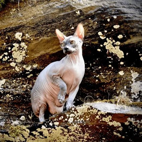 Best Sphynx Cat Breeders - Cat Kingpin