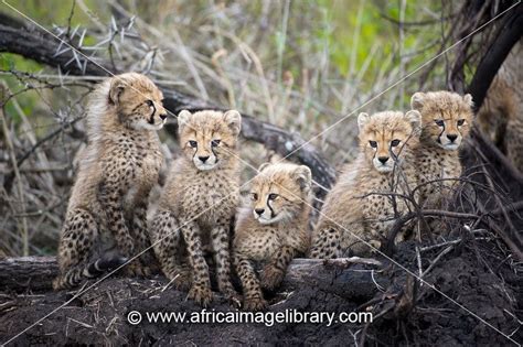 Photos and pictures of: Cheetah cubs (Acinonyx jubatus), Zulu Nyala Game Reserve, South Africa ...