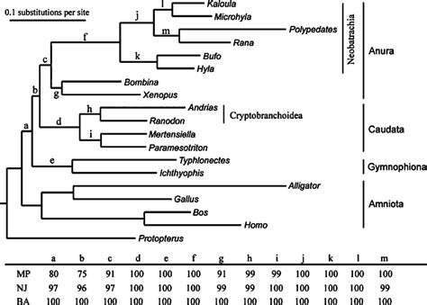 Phylogenetic Relationships Of Frogs Salamanders And Caecilians