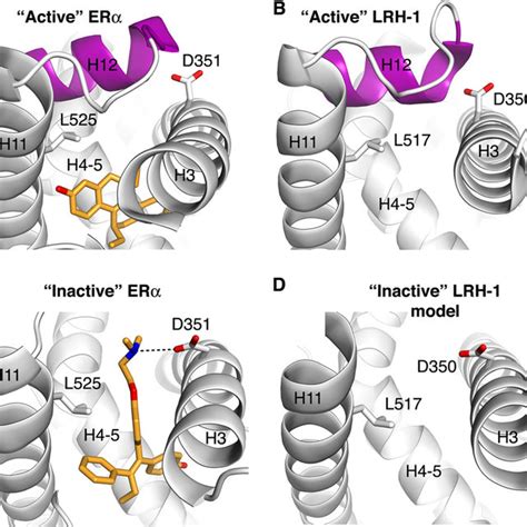 Inhibition Of Transcriptional Activity Of LRH 1 By Compound 3 A And B