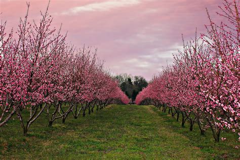 Peach Tree Blossoms In Fort Mill SC