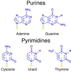 Adenine Thymine Guanine Cytosine Overview Pairing Lesson