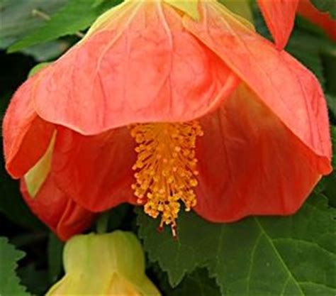 Abutilon Lucky Lantern Tangerine Common Name Chinese Lantern Mm