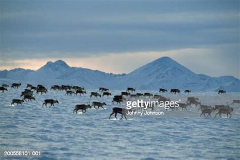 Porcupine Caribou Herd Migration In Winter Usa High-Res Stock Photo ...