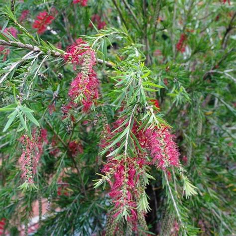 Callistemon Viminalis Dawson River Weeper Or The Dawson River Weeping