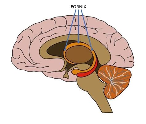 Fornix Thalamus