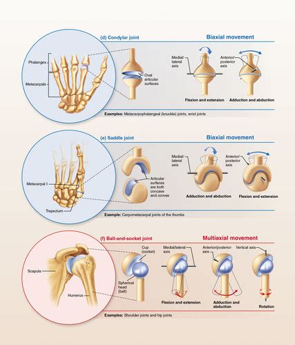 Types Of Synovial Joints Table