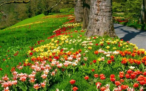 Flowers In The Park Hd Desktop Wallpaper Widescreen High Definition