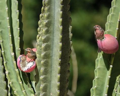 All About House Finch Nesting Habits - The Bird Geek