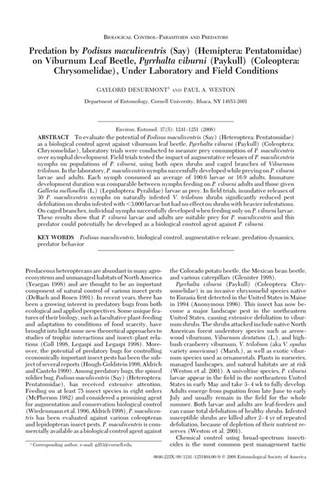 predation  podisus maculiventris  hemiptera pentatomidae