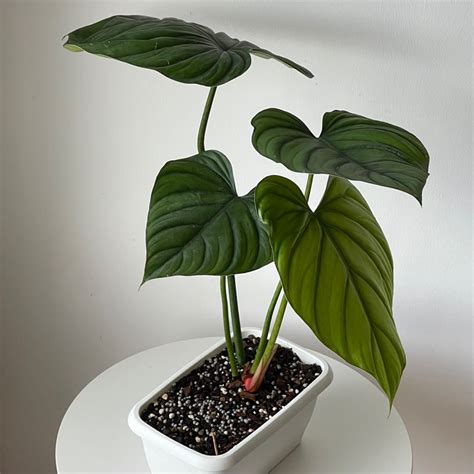 Philodendron Sp Colombia Furniture Home Living Gardening Plants