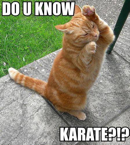 Karate Cats English / BBC - KS3 Bitesize - Science | Science, Learning science, Ks3