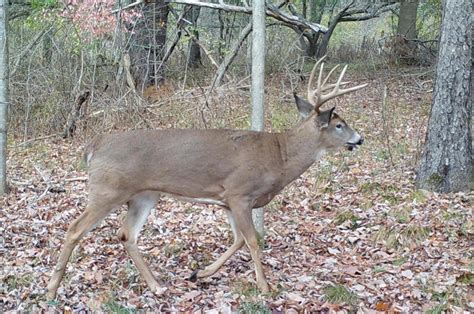 Sorting Out The Whitetail Rut Timing Is Everything