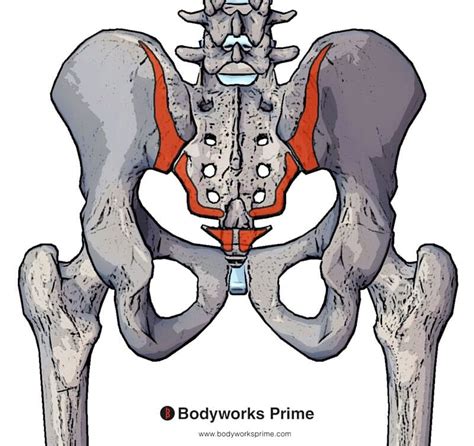 Gluteus Maximus Muscle Anatomy Bodyworks Prime