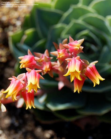 Plantfiles Pictures Echeveria Species Blue Echeveria Echeveria