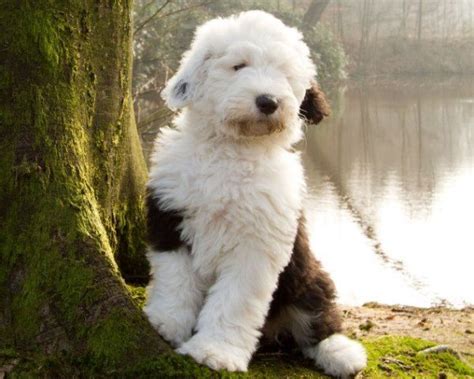 29 Of The Cutest Old English Sheepdog Pictures Ever Pbh2