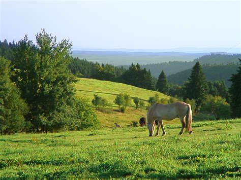 Panoramaring Naturkunstblicke Frauenwald Th Ringer Wald