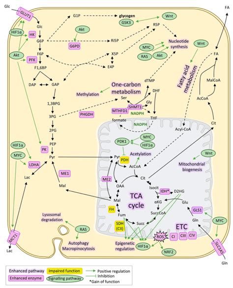 Metabolic Reprogramming And Signalling Pathways In Cancer Schematic