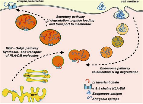 Dendritic Cells Location Function And Clinical Implications Intechopen