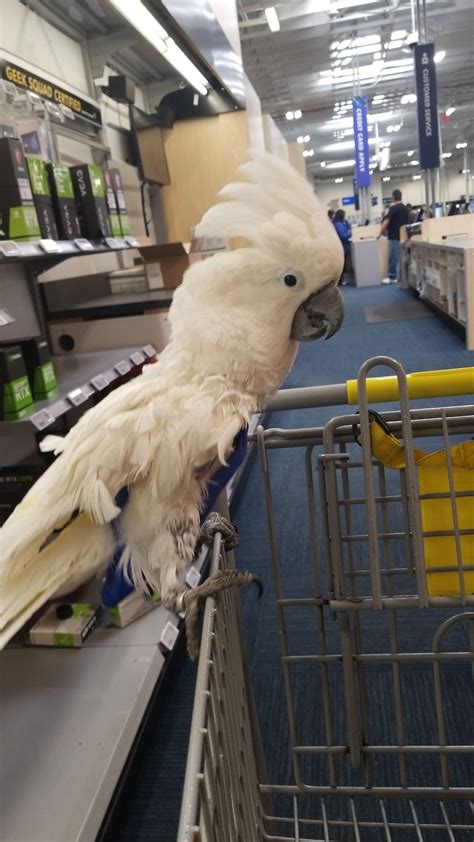 schedule geek squad appointment online 8