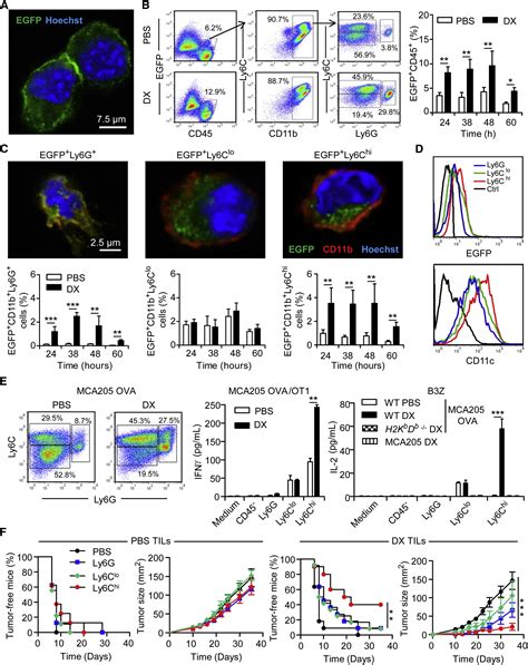 Anticancer Chemotherapy Induced Intratumoral Recruitment And