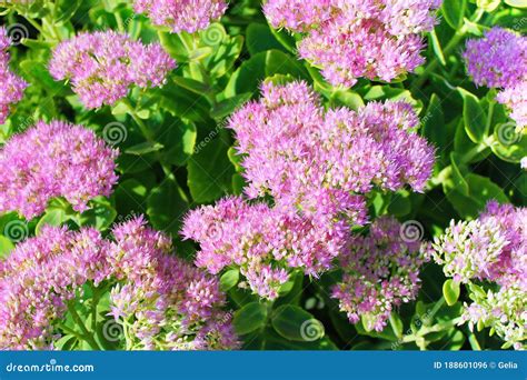 Hylotelephium Telephium Sedum Telephium Is A Succulent Perennial