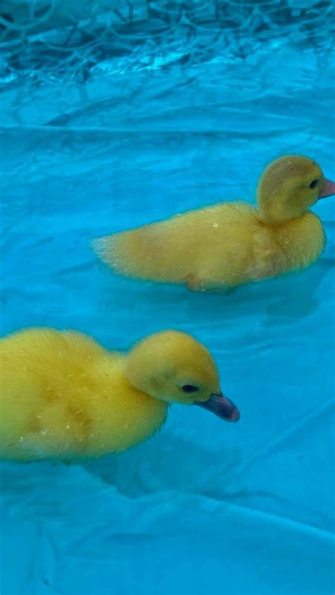 Cute Yellow Ducklings : r/ducklings