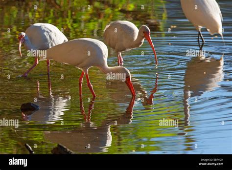 White Ibis Eudocimus Albus Searching Food In Shallow Water In