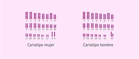 Qué es el cariotipo y cómo afecta a la fertilidad