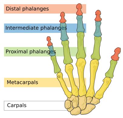 Pin By Jay Peek On Costochondritis And Hands Anatomy And Physiology