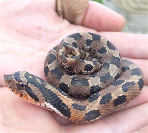 13 Incredible Hognose Snake Morphs (With Pictures) | Happy Serpent