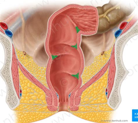 Ch Anus Rectum Prostate Flashcards Quizlet