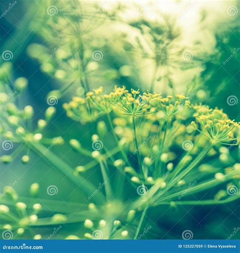 Flower and Dill Plant Close-up Seeds, Growing in Garden Stock Image