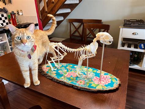 It’s Not Weird: Unconventional Ways of Honoring Your Pet’s Body at Life