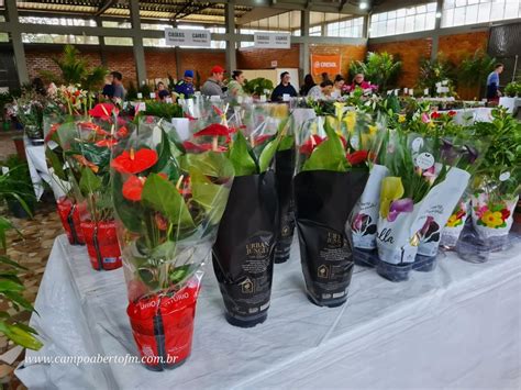 LS Rotary Vende Mudas acontece até sábado no pavilhão da Matriz Sant