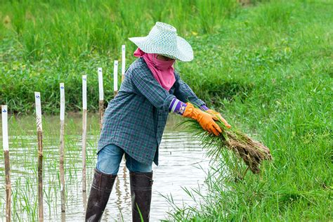 Sustainable Rice Platform Standard The Worlds First Sustainability