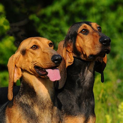 Chien courant italien prix caractère alimentation santé