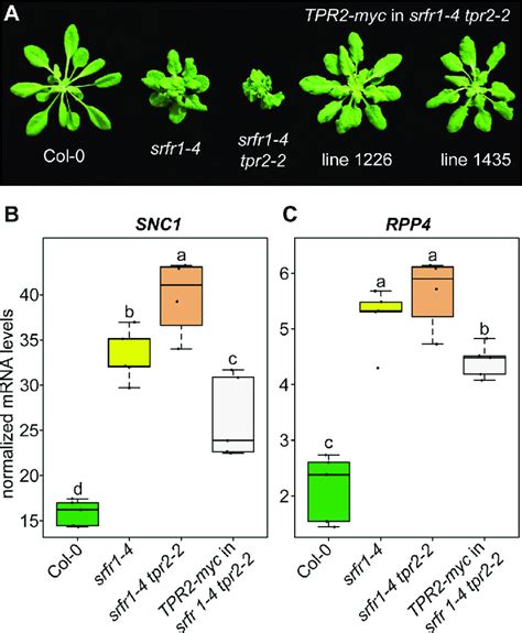 Overexpression Of Tpr Reduces Stunting And Snc Expression In Srfr