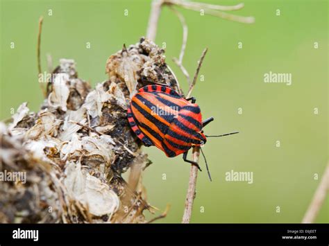 Italian Striped Bug Also Known As Minstrel Bug An Orange And Black